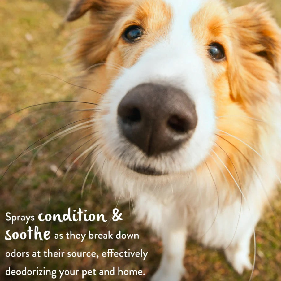 WATERLESS DOG SHAMPOO: DEEP CLEANING