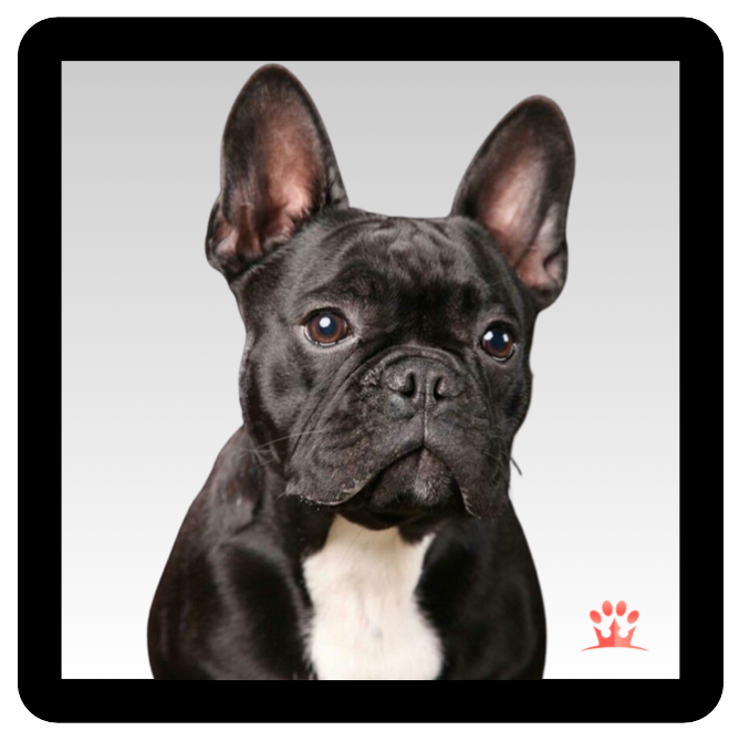 BLACK FRENCH BULLDOG PATCH