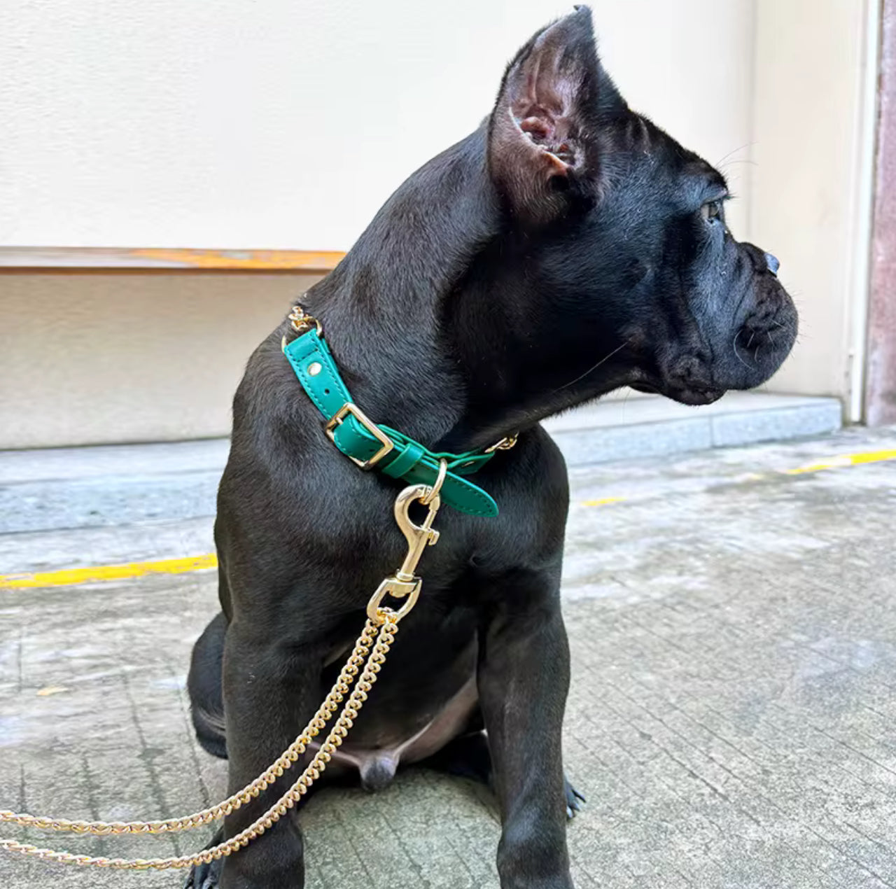 ⭐️NEW ITEM⭐️CHAIN COLLAR AND LEASH SET
