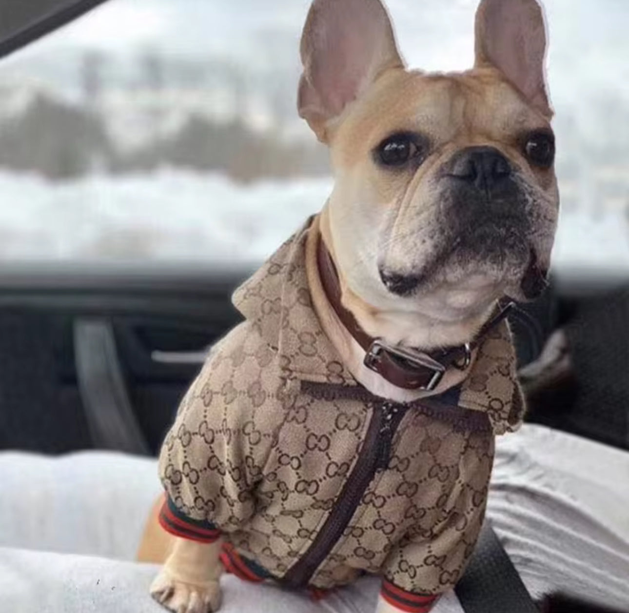 FASHION PET JACKET