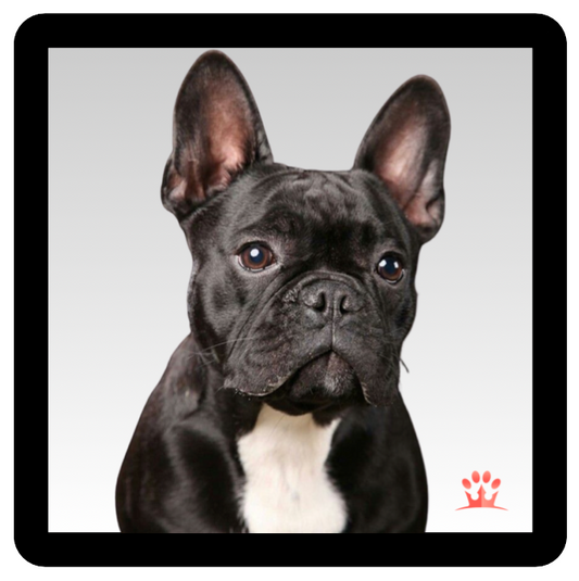BLACK FRENCH BULLDOG PATCH
