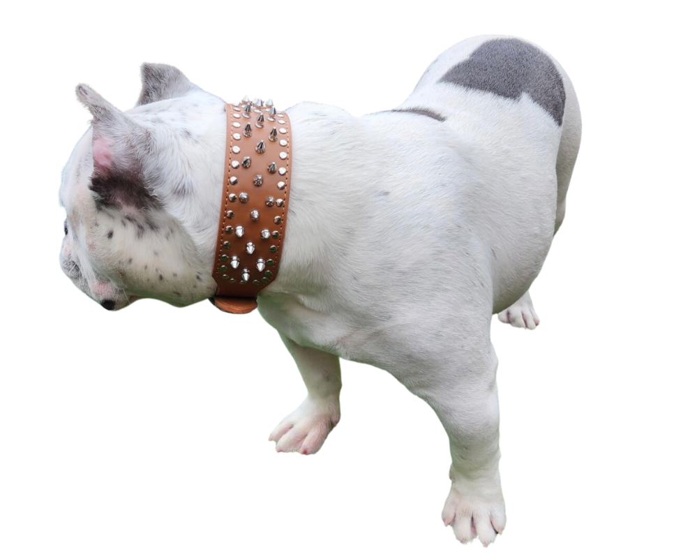 ADJUSTABLE 2" LEATHER SPIKED DOG COLLAR